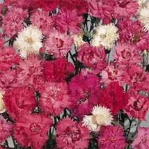 Grow Dianthus Plumarius Spring Beauty 100 Seeds - $9.11