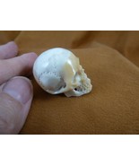 (SKULL-W67) Medium white full skeleton Skull figurine Bali antler crafted - $81.99 CAD