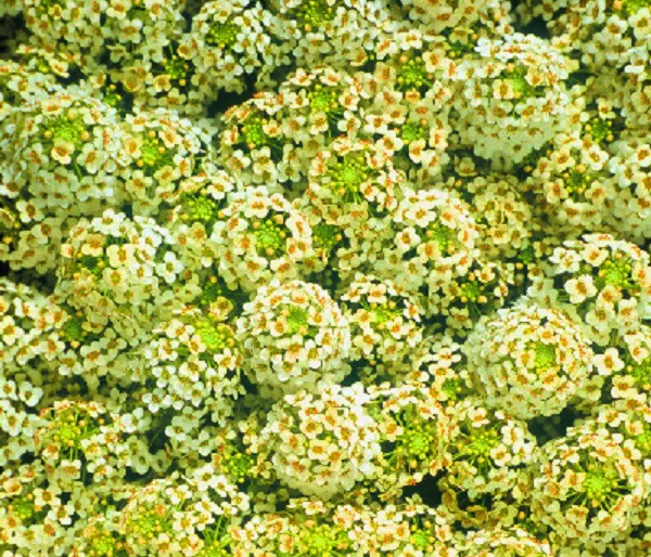 Alyssum Seeds Cheers Yellow Ground Cover 100 Seeds Fresh Seeds - £20.07 GBP