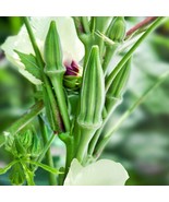 Clemson Spineless Okra Ladies FIngers Ochro okra seeds 40 Seeds Garden F... - $9.90