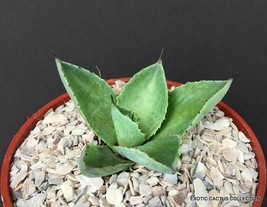 AGAVE KISSHO KHAN potatorum rare exotic succulent cactus cacti garden pl... - £13.58 GBP