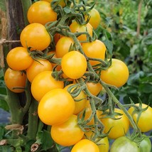 Honeydrop Cherry Tomato Seeds Beautiful Garden Fresh USA Garden - £5.90 GBP