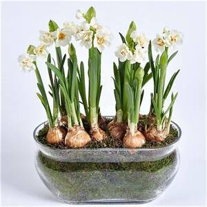 Daffodil Bulbs Narcissus Aquatic Plants Double Flowers Light Fragrant, 2 bulbs