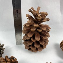Pine Cone LOT OF 37 Various Large Sizes - $24.95