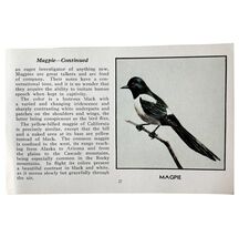 Magpie Bird Print 1931 Blue Book Birds Of America Antique Art PCBG13A - $14.01 CAD