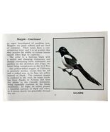 Magpie Bird Print 1931 Blue Book Birds Of America Antique Art PCBG13A - $181.97 MXN