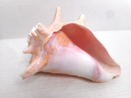 Conch Shell Seashell Pink Center Nautical Beach Ocean Wedding Decor 7 1/2&quot; - £17.29 GBP