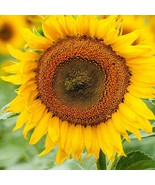 SDC Dwarf Sunspot Sun Helianthus Short Stuff Yellow Sun Easy Grow - $14.20