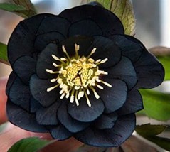 Worldwide Shipping 10Pcs Black Hellebore Flower Seeds - £9.54 GBP