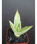 Garden Store 2&quot;&quot; Plant Agave Celsii Multicolor Marginata Variegated Vari... - $46.34 CAD