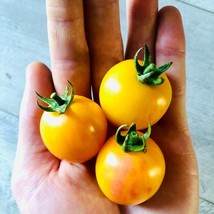 Sunrise Bumblebee Tomato Seeds 10 Seeds Gardening USA SHIPPING - $6.78