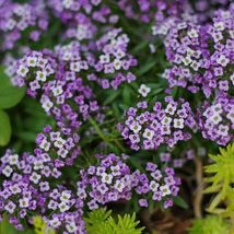 Alyssum VIOLET QUEEN Purple Fragrant Flowers 500 Seeds - £7.13 GBP