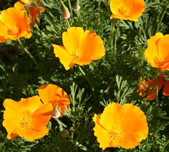 Orange California Poppy Seeds 600 Annual Flower Eschscholzi Californica ... - $5.70