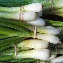 Bulk Tokyo White Bunching Onion Seeds 500 Count Pkt. Mild Crisp Sweet Fresh Gard - £8.64 GBP