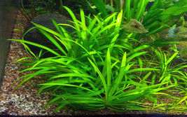Live Aquarium Plants Echinodorus Magdalenensis in Vitro Tissue Culture CUP - £25.12 GBP