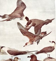 Jaeger And Skua Shore Birds 1936 Bird Art Lithograph Color Plate Print D... - $24.99