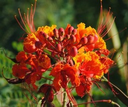 Caesalpinia Mexicana Red Bird Of Paradise 10 Seeds Fresh Garden USA SELLER - £15.83 GBP