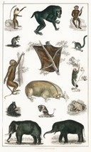 12943.Room Decor Poster.Home Wall art.1774 vintage animal illustration.Monkeys - £13.02 GBP+