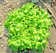 600 Seeds Green Ice Lettuce Organic Non-GMO Spring/Fall Garden/Patio Container - £13.02 GBP
