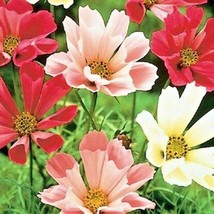 300 Cosmos Seashells Mix Seeds Annual Wildflower Heat Drought Poor Soils... - £8.31 GBP