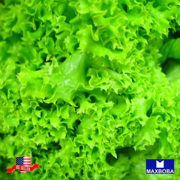 750+ Leaf Black Seeded Simpson Lettuce Seeds Non Gmo Heirloom Fresh Garden - £5.33 GBP