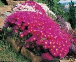 400+ seeds  Ice plant succulent {Dorotheanthus bellidiformis}  - £9.60 GBP