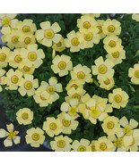 Oxalis Obt Series Bulb Red String Pack Of One Bulb New Fresh US Shipping - $304.52 MXN