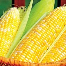Corn, BI-Color, Butter N Sugar , Heirloom, 200 Seeds, A Bicolor Delight - £3.97 GBP