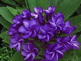 100 seeds Purple Frangipani Flowers Seeds Plumeria Rubra Flower Plants Decoratio - £12.94 GBP