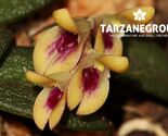 PLEUROTHALLIS / ACIANTHERA RECURVA VAR. MICROPHYLLA MINIATURE ORCHID MOU... - $43.00