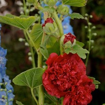 Hollyhock Seeds Chaters Scarlet 25 Thru 500 Seeds Seeds Fresh Seeds USA - £14.18 GBP