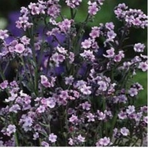 100 Seeds Forget Me Not Chinese Pink Flower Garden - £5.52 GBP