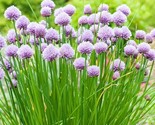 Chives Seeds 300 Seeds Onion Herb Vegetable Garden Seller Non-Gmo - £7.22 GBP