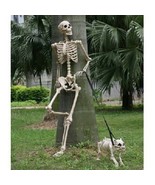 Human Body Skeleton Model 60&quot; Tall Posable Movable Joints Realistic Deco... - £96.01 GBP