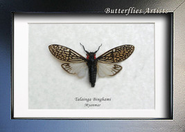 Real Beautiful Cicada Talainga Binghami Framed Entomology Collectible Sh... - $48.99