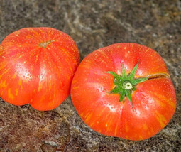 50 Seeds Dwarf Firebird Pink Tomato Juicy Vegetable Garden Edible Fresh Seeds - £7.84 GBP