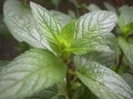 Peppermint 200 Seeds Free Shipping - $4.00