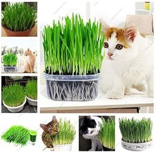 Aql Cat Grass - £9.44 GBP