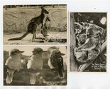 Australian Animals Postcards Kangaroo Joey 3 Koala Bears Kookaburras Tar... - $17.82