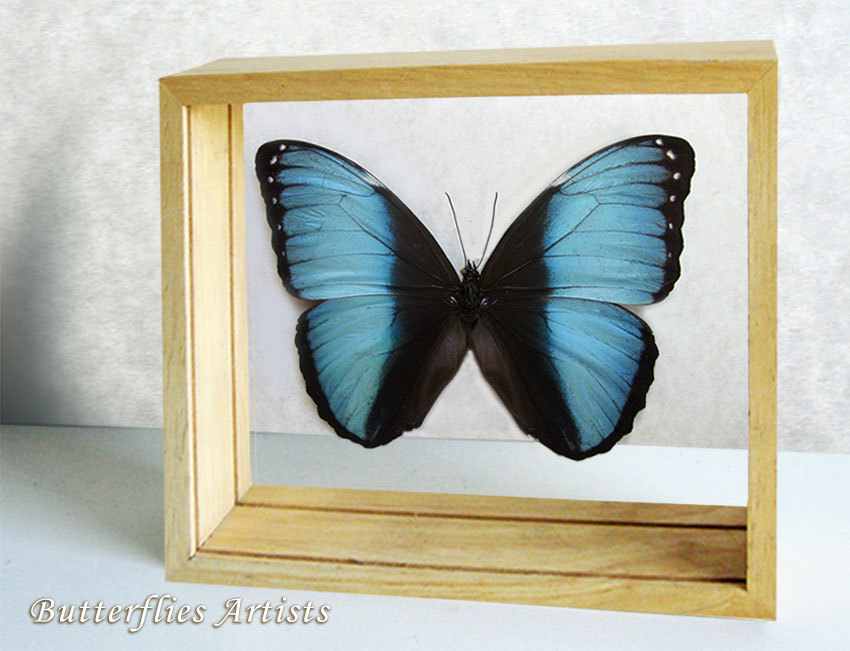 Primary image for Blue Banded Morpho Achilles Real Butterfly Entomology Double Glass Display 