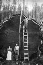 Giant Sequoia Log - Art Print - £17.57 GBP+