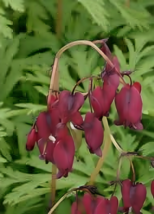 25 magenta bleeding heart seeds dicentra spectabilis shade flower garden thumb200