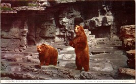 Kodiak Bears St. Louis Zoo St. Louis MO Postcard PC196 - £7.98 GBP