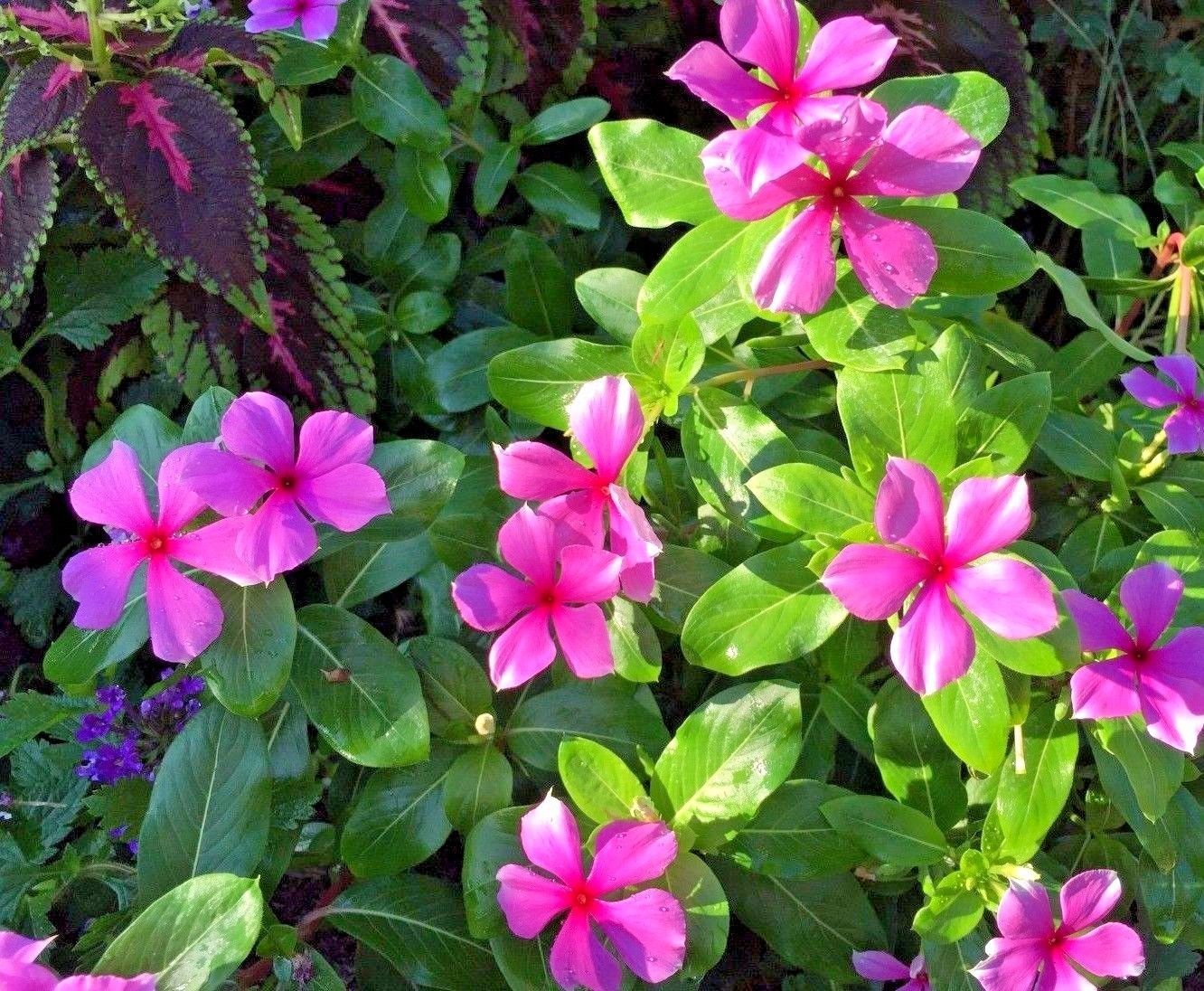 50 Periwinkle Vinca Rose Pink White & Purple Mix Flower Seeds Heirloom!