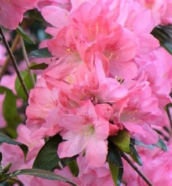 Hampton Beauty  Bonsai  Azalea - Live Plant -  1 QT  - $37.01