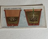 Potting Lily Bulbs WD &amp; HO Wills Vintage Cigarette Card #8 - $2.96