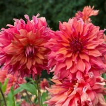 SEPTH Belle of Barmera Dahlia (Dinnerplate) 15  authentic seeds Seller - £7.14 GBP