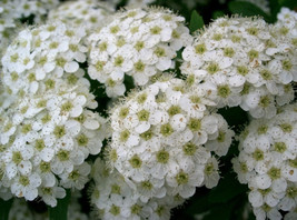 50 White Chinese Spirea Spiraea Chinensis Flower Bush   - $17.00