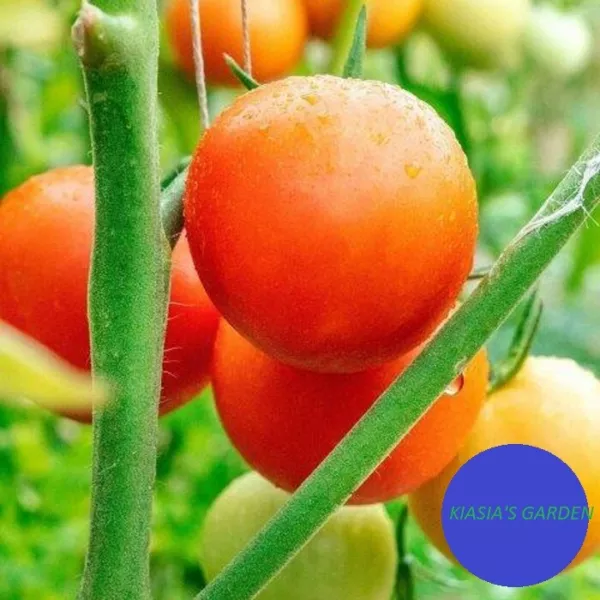 Moneymaker Tomato Seeds 100+ Indeterminate Vegetable Seed Fresh Garden - $7.98
