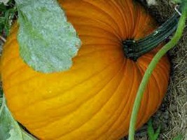 100 seeds Connecticut Field Pumpkin Plant Quick Heirloom Seeds for Fast ... - $13.99